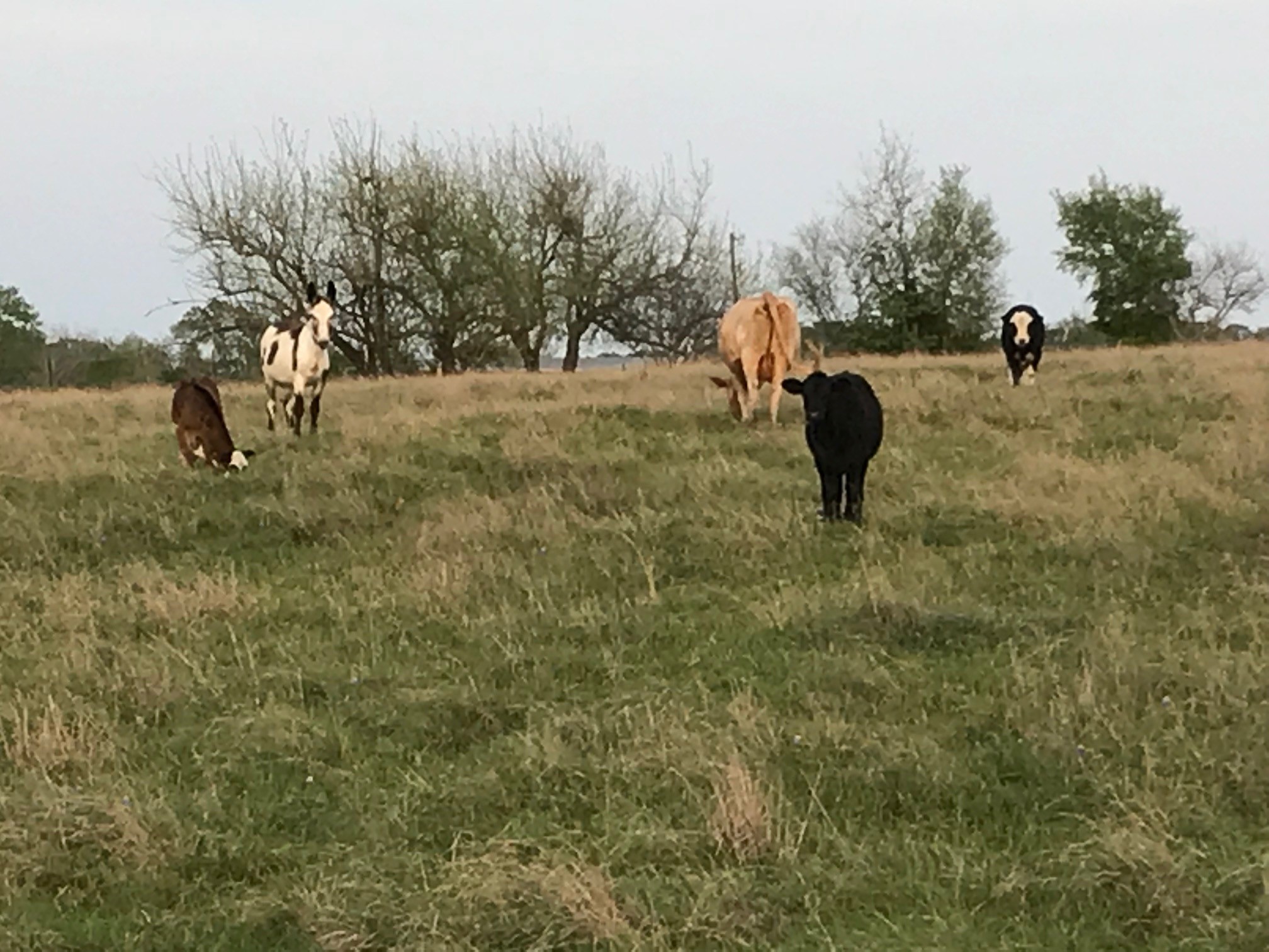 5796 Hurtig Road Bleiblerville, TX 78931 - Photo 25 of 27