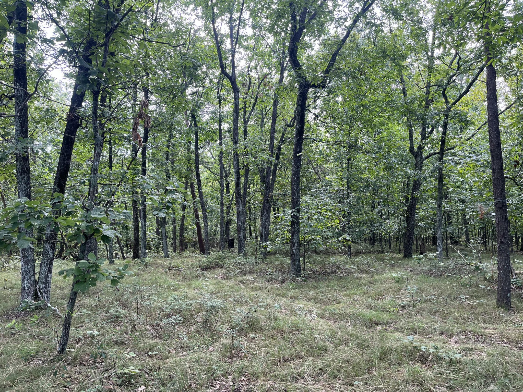11 Green Road Graysville, TN 37338 - Photo 3 of 7