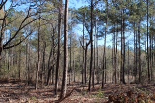 1 Bird Trial Road Carriere, MS 39426 - Photo 1 of 1 Gallery Image 1