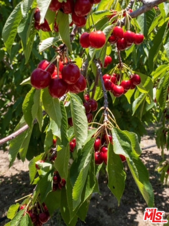 49750 3 Points Road Lancaster, CA 93536 - Photo 4 of 54