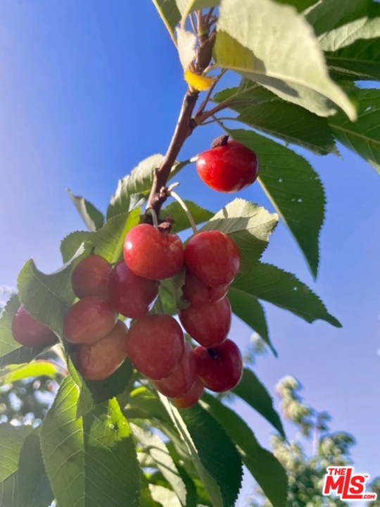 49750 3 Points Road Lancaster, CA 93536 - Photo 9 of 54