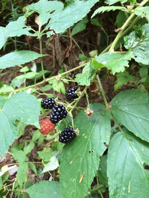 0 Valley Road Dexter, ME 04930 - Photo 1 of 1 Photo