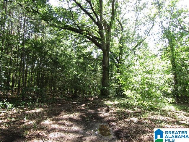 1091 County Road 59 Roanoke, AL 36274 - Photo 23 of 24