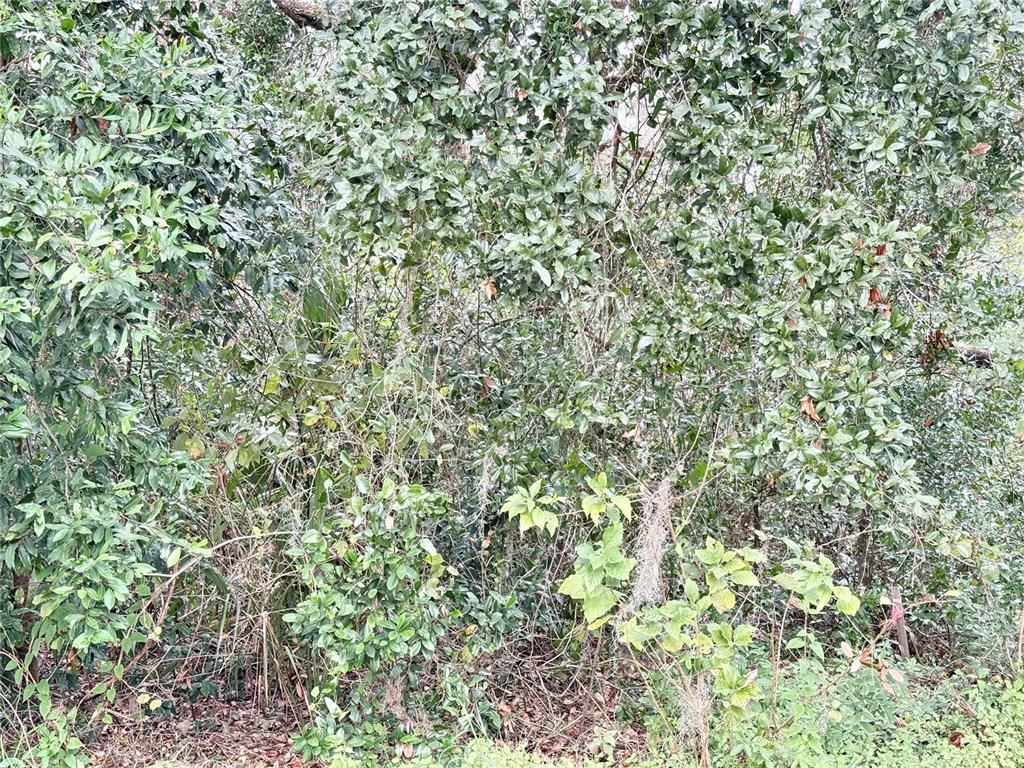 0 Hilda Road Dade City, FL 33523 - Photo 3 of 8 a view of a yard with a tree