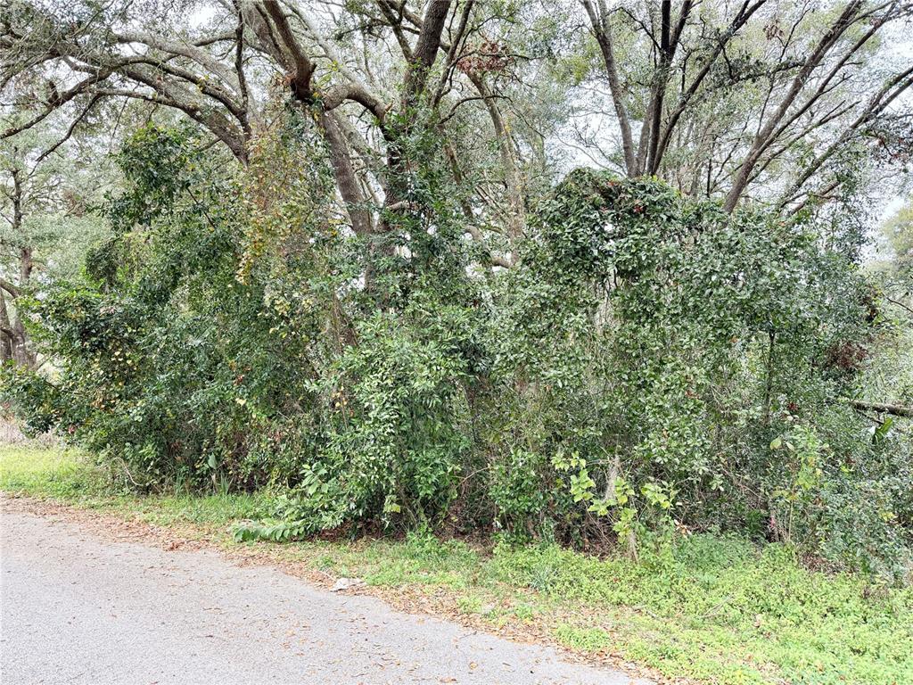 0 Hilda Road Dade City, FL 33523 - Photo 5 of 8 a view of a yard with a tree
