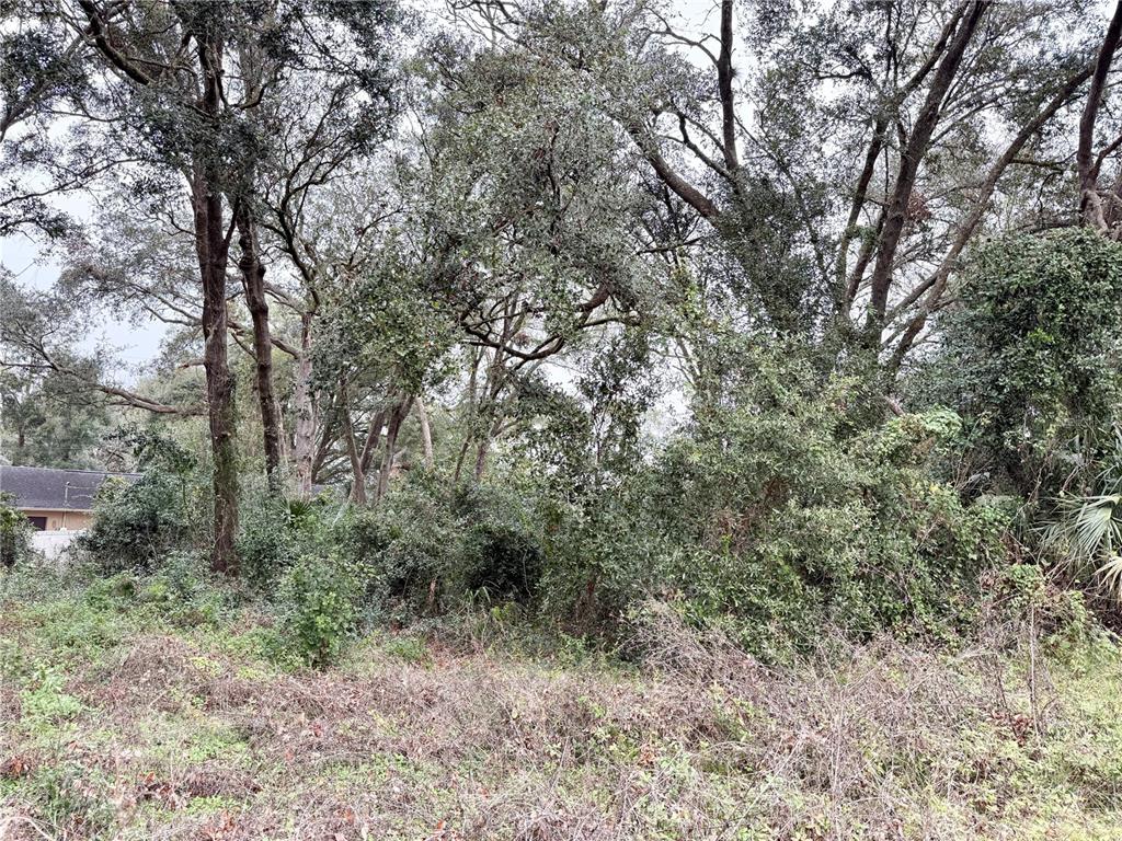 0 Hilda Road Dade City, FL 33523 - Photo 6 of 8 a view of a forest with trees in the background