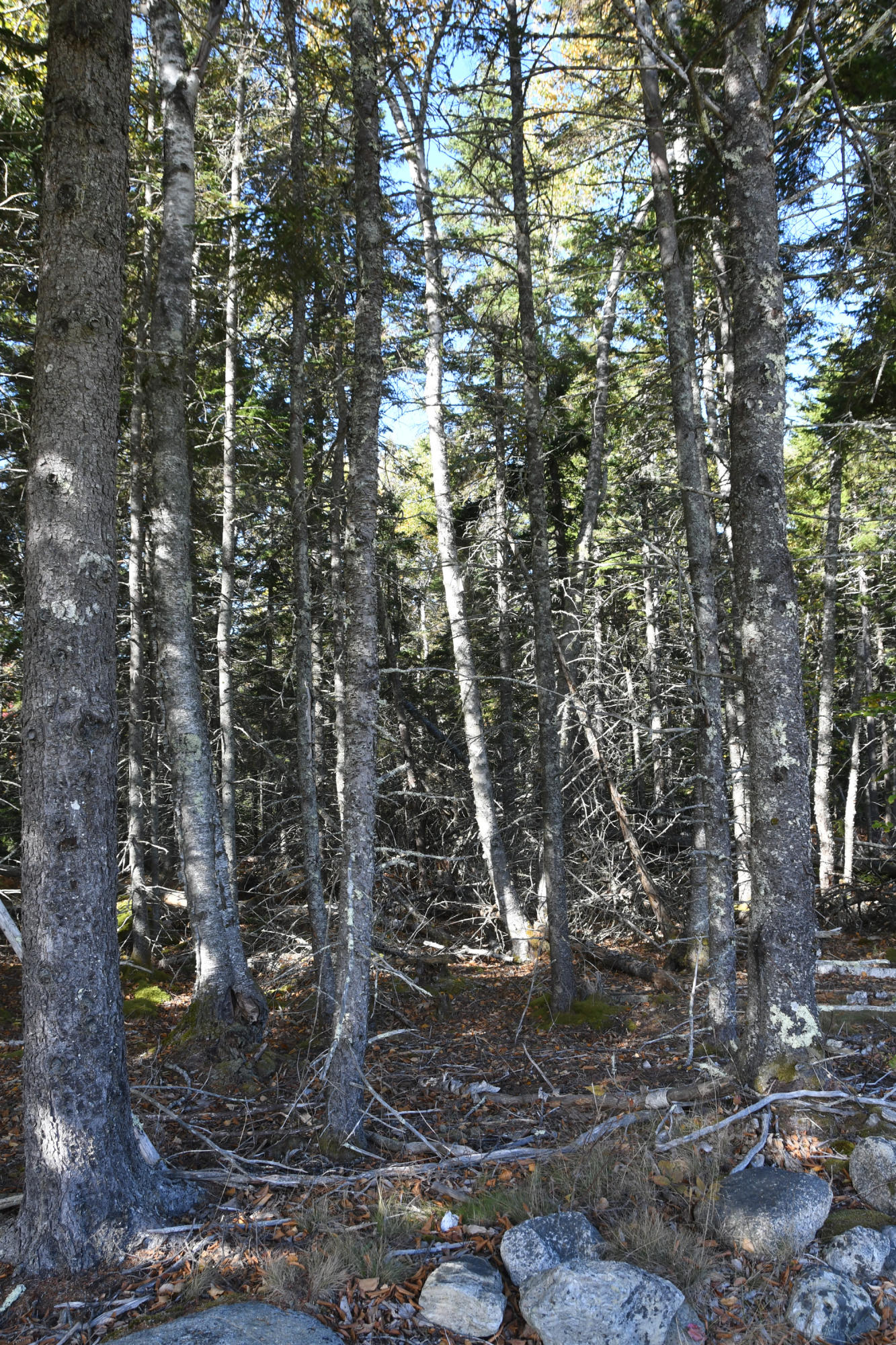 01 North Deer Isle Road Deer Isle, ME 04627 - Photo 14 of 34 20171021_AnneKeck_007