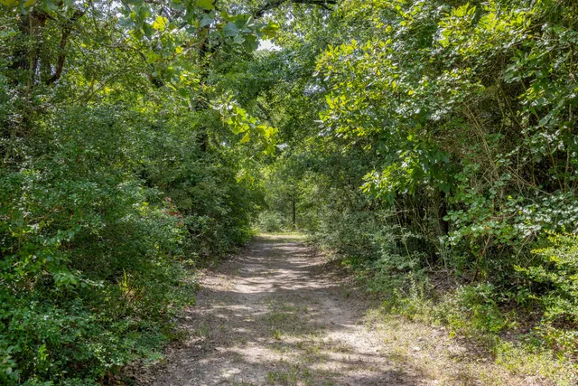 a view of a forest with a tree