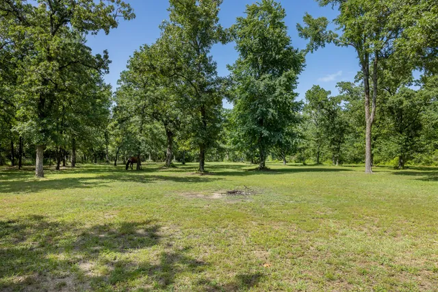 a view of a trees in a yard
