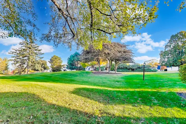 a view of a big yard with a large tree