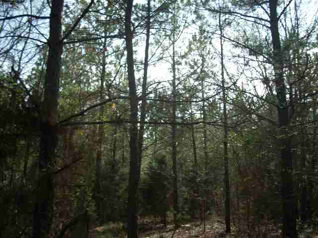 50-acres Pettigrew Road, Unit ANDERSON COUNTY 3000 P Starr, SC 29684 - Photo 16 of 21 Gallery Image 16