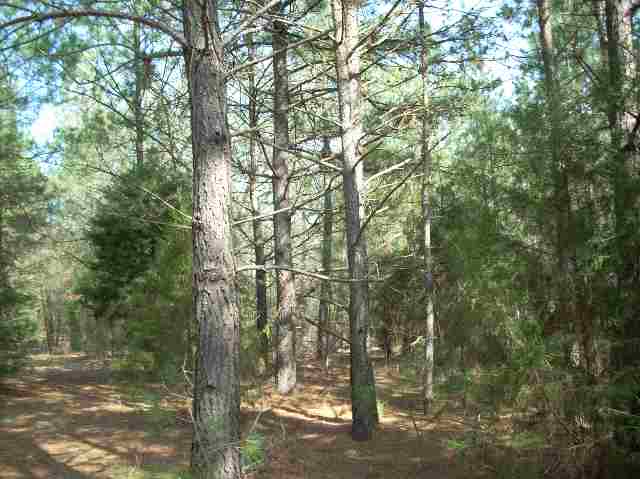 50-acres Pettigrew Road, Unit ANDERSON COUNTY 3000 P Starr, SC 29684 - Photo 4 of 21 Gallery Image 4