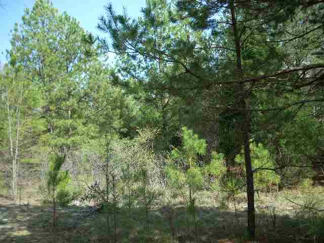 50-acres Pettigrew Road, Unit ANDERSON COUNTY 3000 P Starr, SC 29684 - Photo 7 of 21 Gallery Image 7