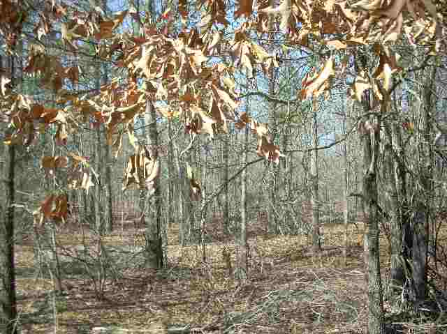 50-acres Pettigrew Road, Unit ANDERSON COUNTY 3000 P Starr, SC 29684 - Photo 9 of 21 Gallery Image 9