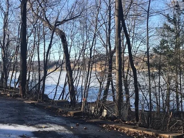 a view of a yard with lots of trees