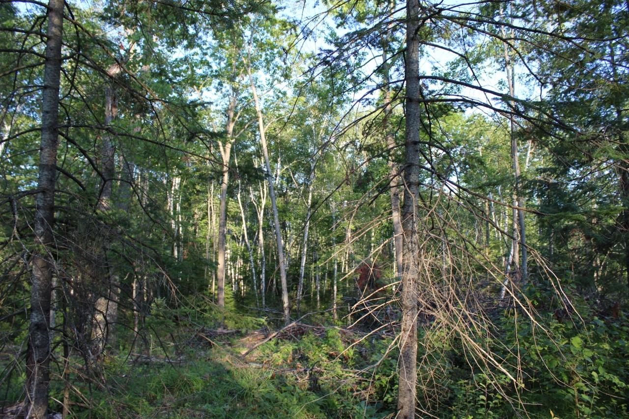 3-ac Clear Lake Road Elcho, WI 54428 - Photo 16 of 38 Gallery Image 16