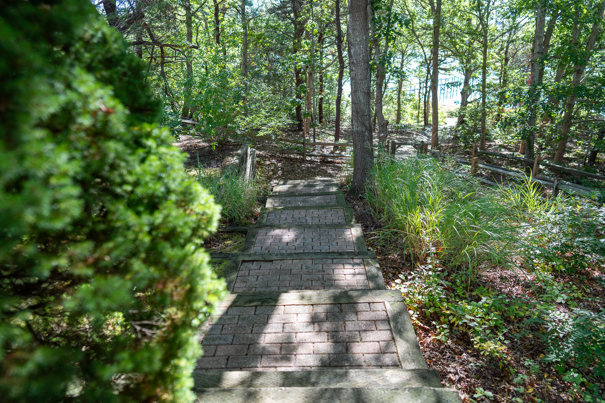 20 Kittiwake Lane Eastham, MA 02642 - Photo 57 of 75 a view of a pathway both side of yard