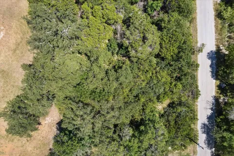 a view of a forest with a tree