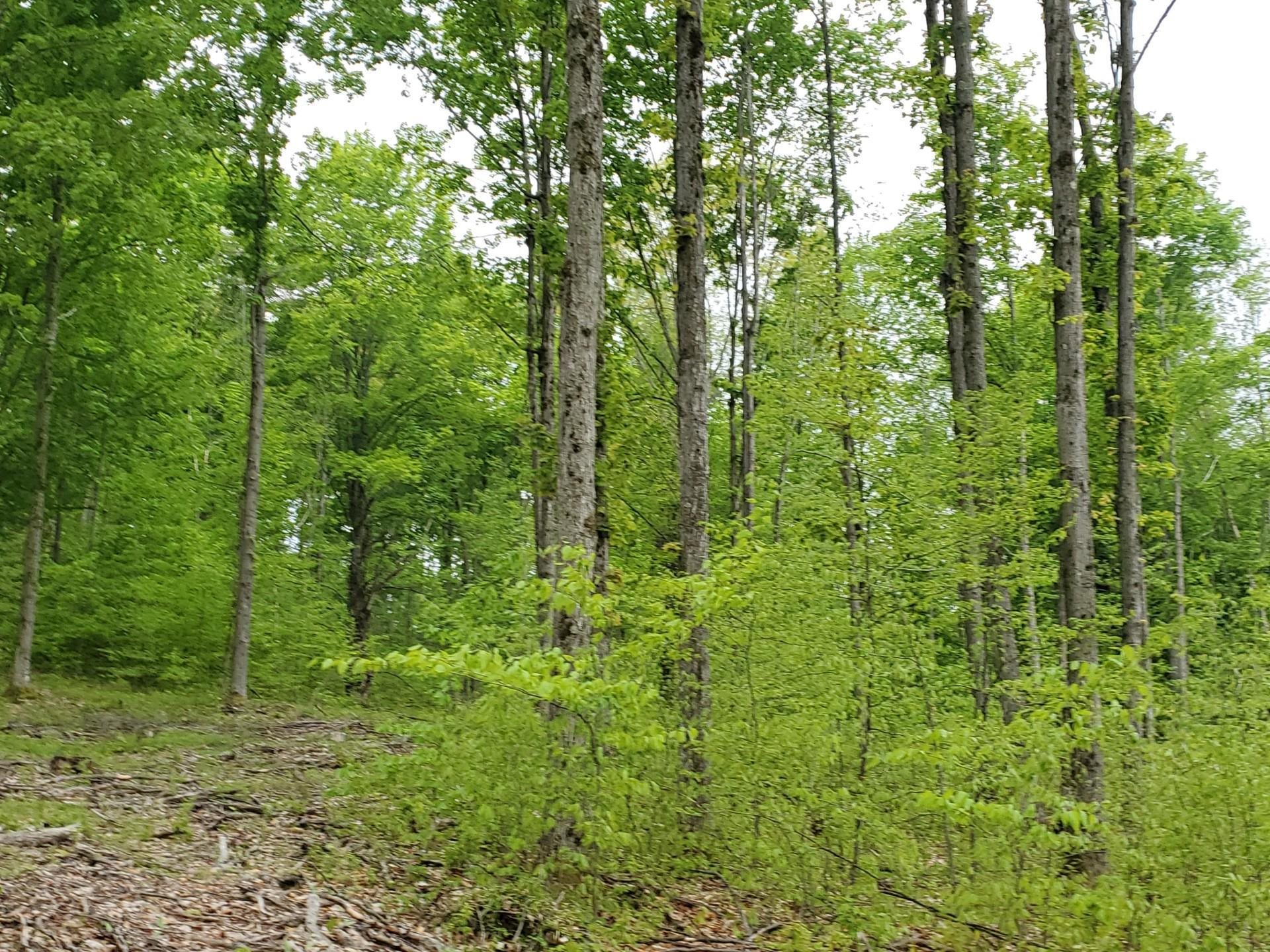 0 Litzen Road Copemish, MI 49625 - Photo 11 of 25 1911453-11.JPG