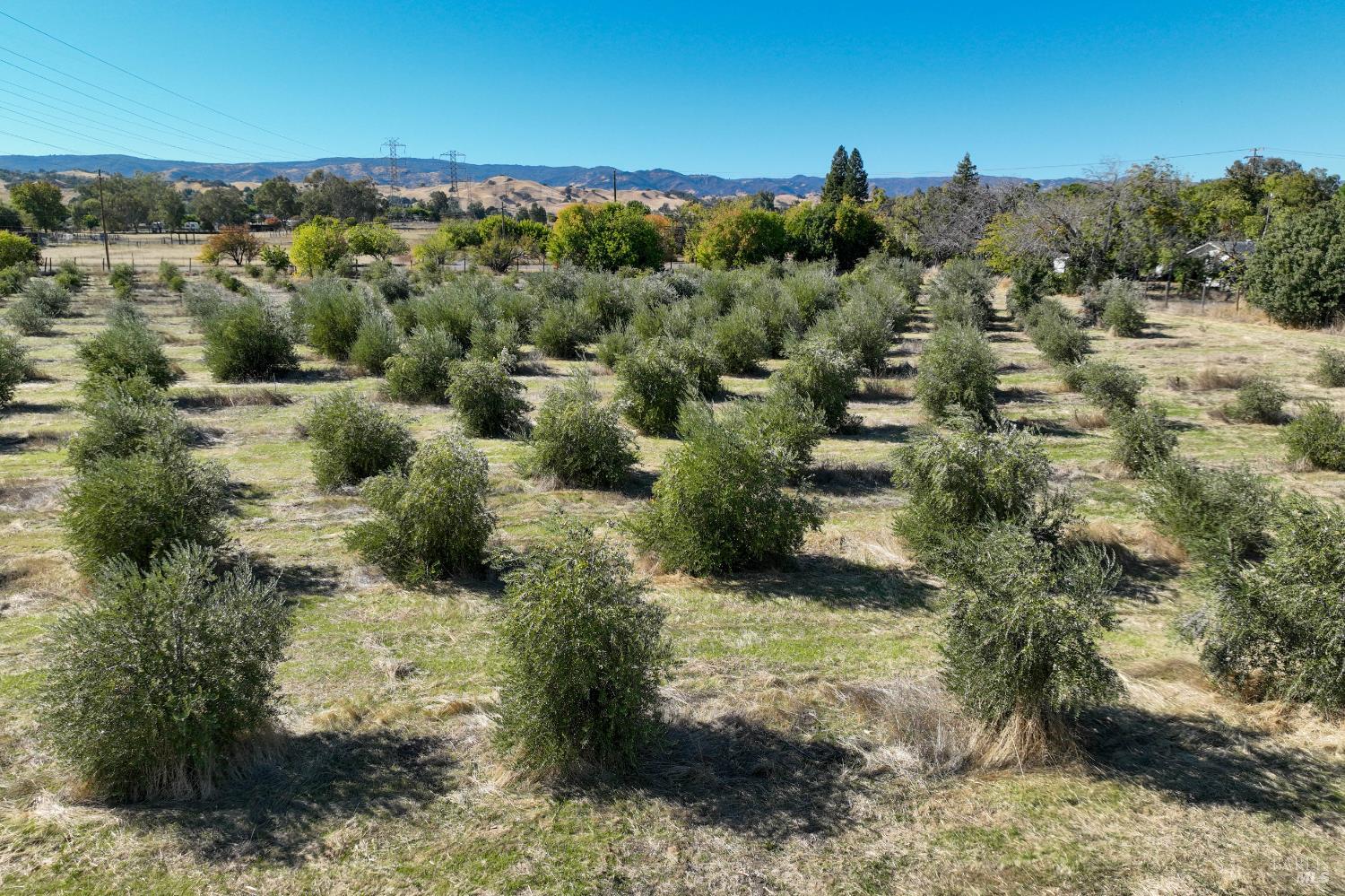 7208 Browns Valley Road Vacaville, CA 95688 - Photo 50 of 64 a view of a forest with a yard