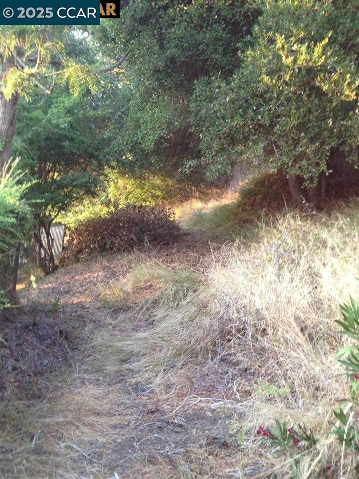 0 Ruthland Road Oakland, CA 94611 - Photo 3 of 7 a view of a yard with a tree