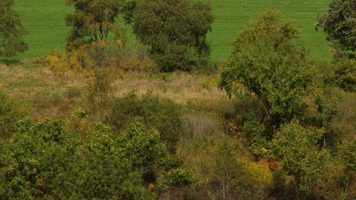 12.53-ac County Rd HH Hillsboro, WI 54634 - Photo 6 of 37