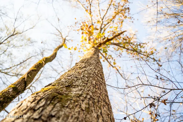 $463,600 | Newton Caney Creek Road, Decatur, MS 39327