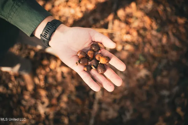 $463,600 | Newton Caney Creek Road, Decatur, MS 39327