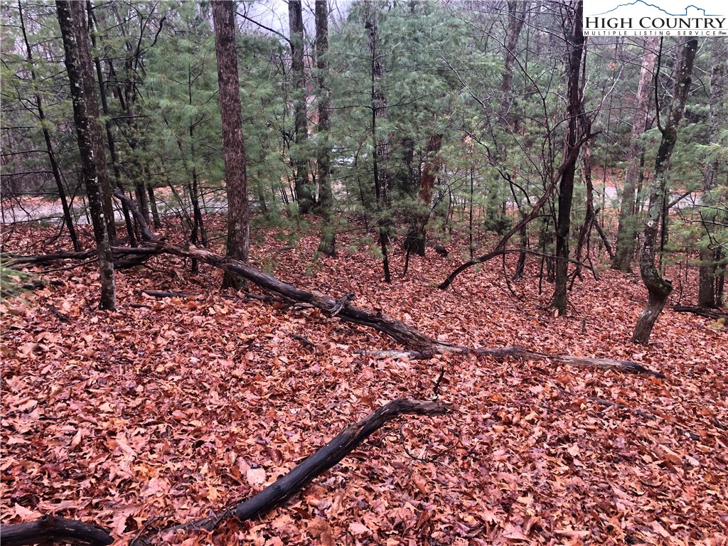 Lot 105 Pepper Bush Road Purlear, NC 28665 - Photo 8 of 37 a view of a forest filled with trees