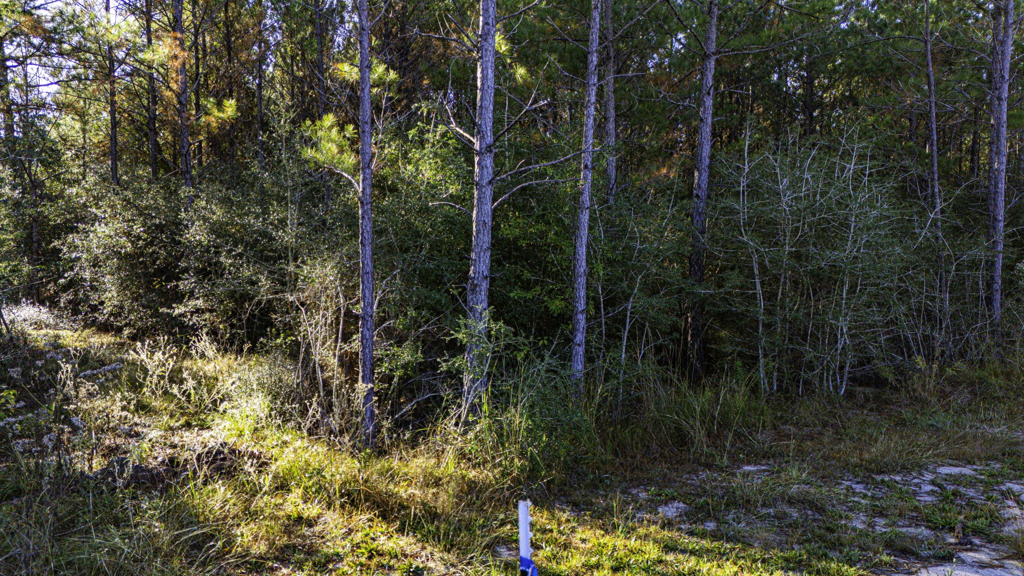 11 Magnolia Ranch Road Onalaska, TX 77360 - Photo 7 of 16 a view of a garden