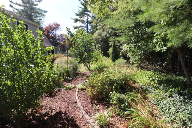 a view of a garden with plants