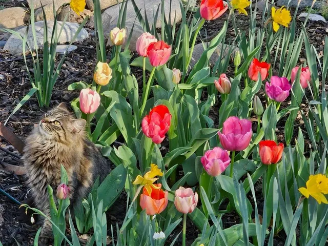 a view of a white house next to a yard with big trees