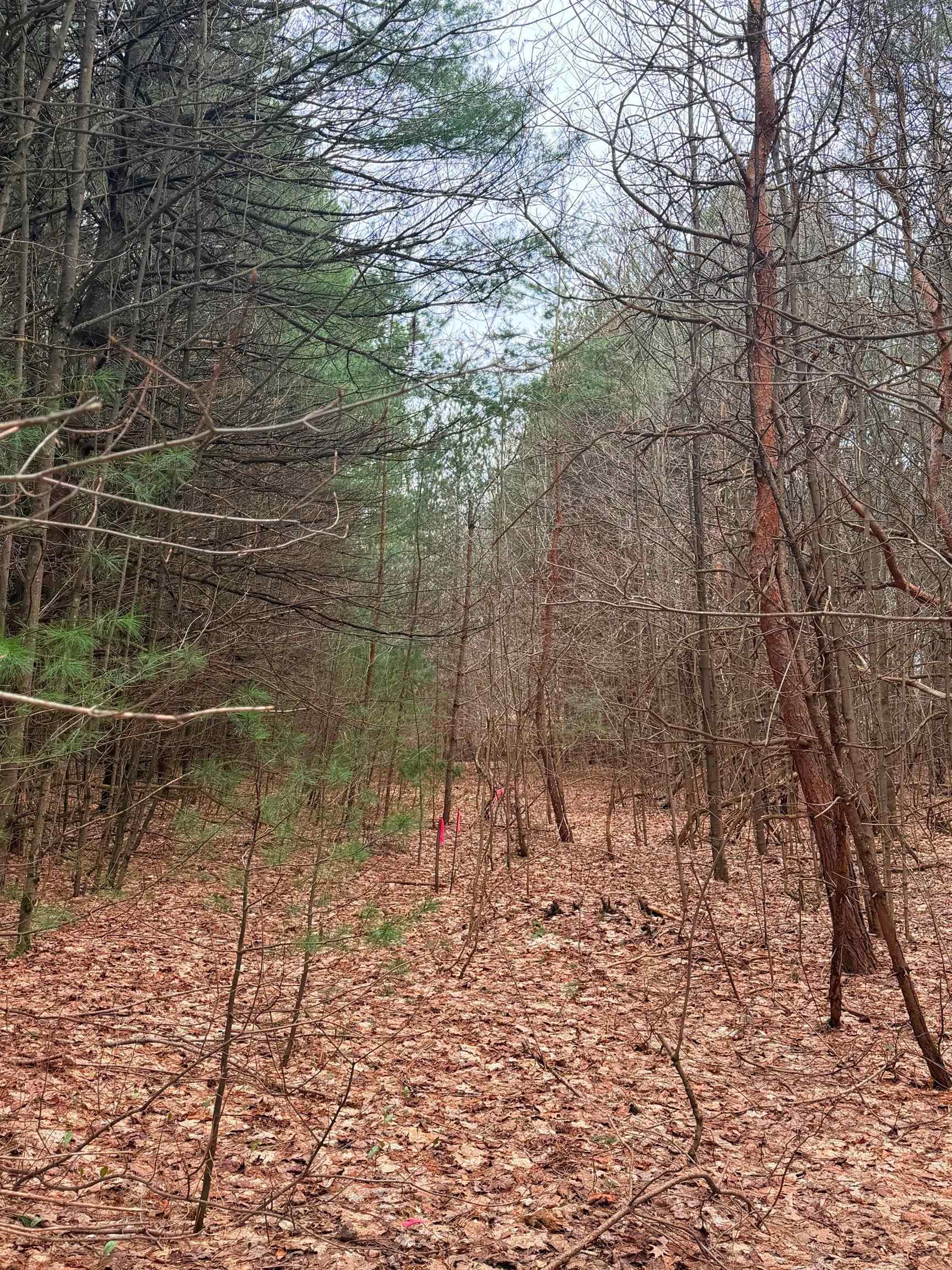2 Woodland Trail, Unit PARCEL 2 Cedar, MI 49621 - Photo 8 of 19