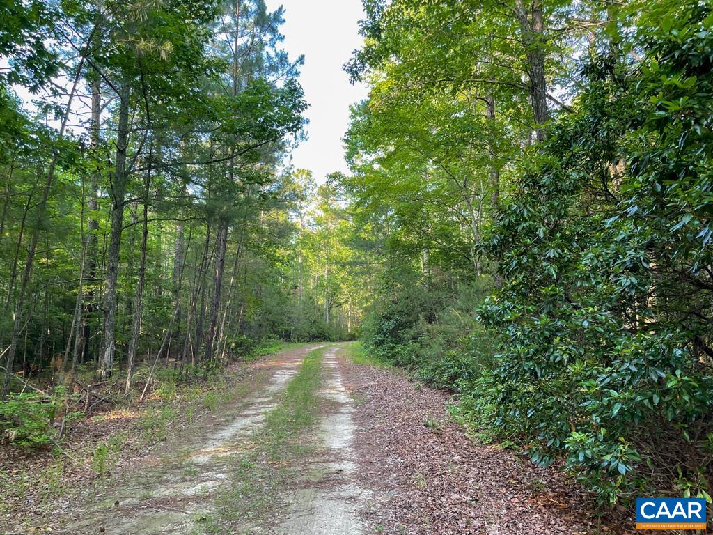 A Ware Creek Road Williamsburg, VA 23188 - Photo 17 of 25 a view of a forest with trees in the background