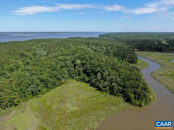 a view of a lush green forest