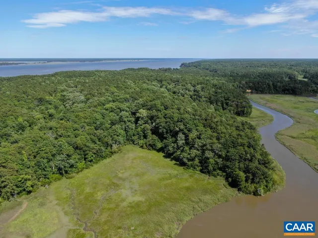 a view of a lush green forest