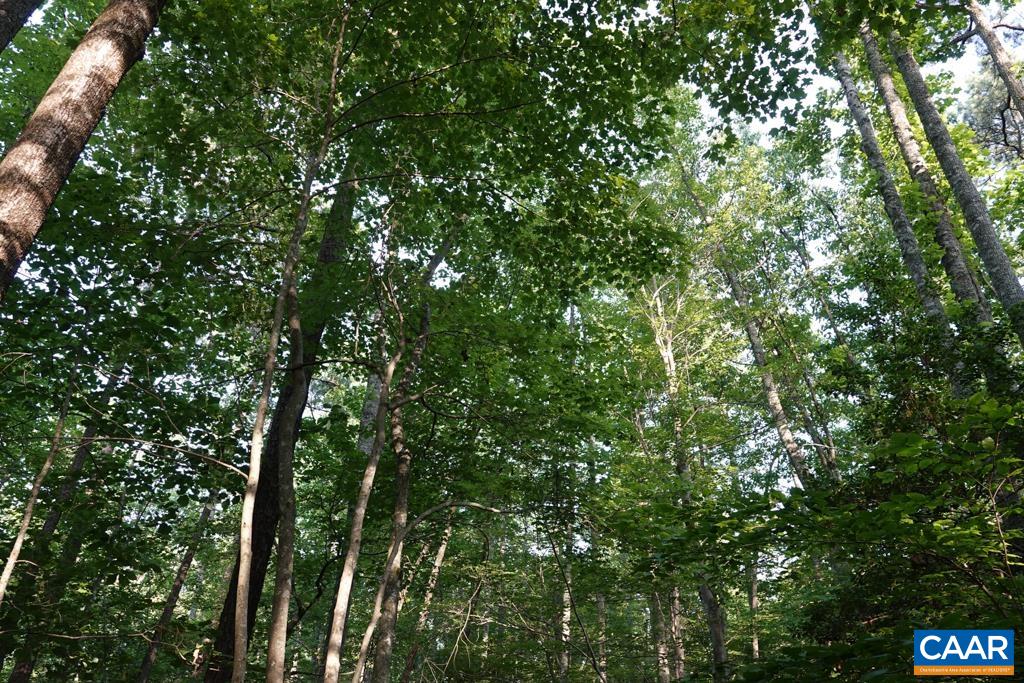A Ware Creek Road Williamsburg, VA 23188 - Photo 21 of 25 a view of a lush green forest