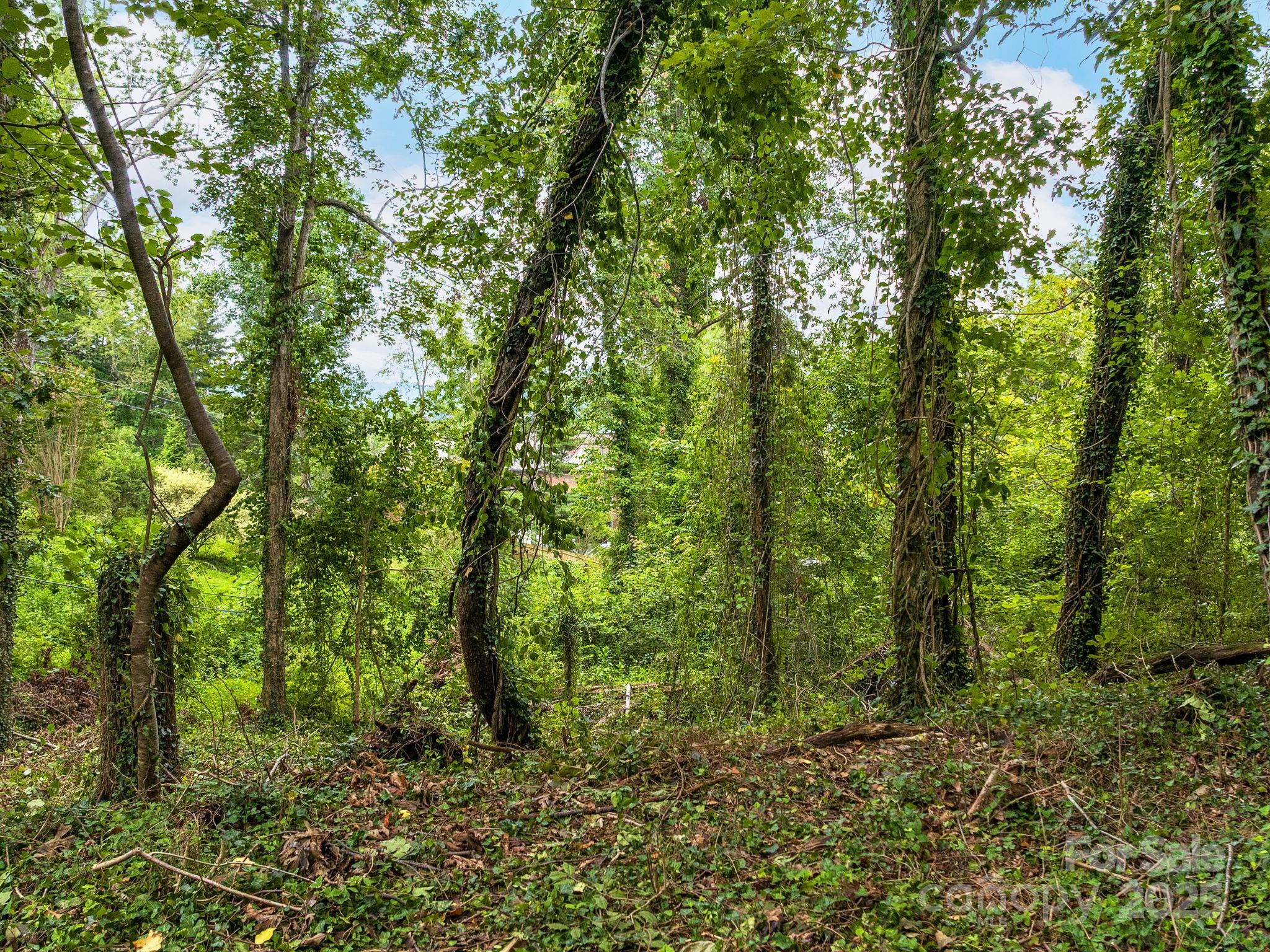 99999 Windsor Road Asheville, NC 28804 - Photo 3 of 7 a big yard with lots of trees
