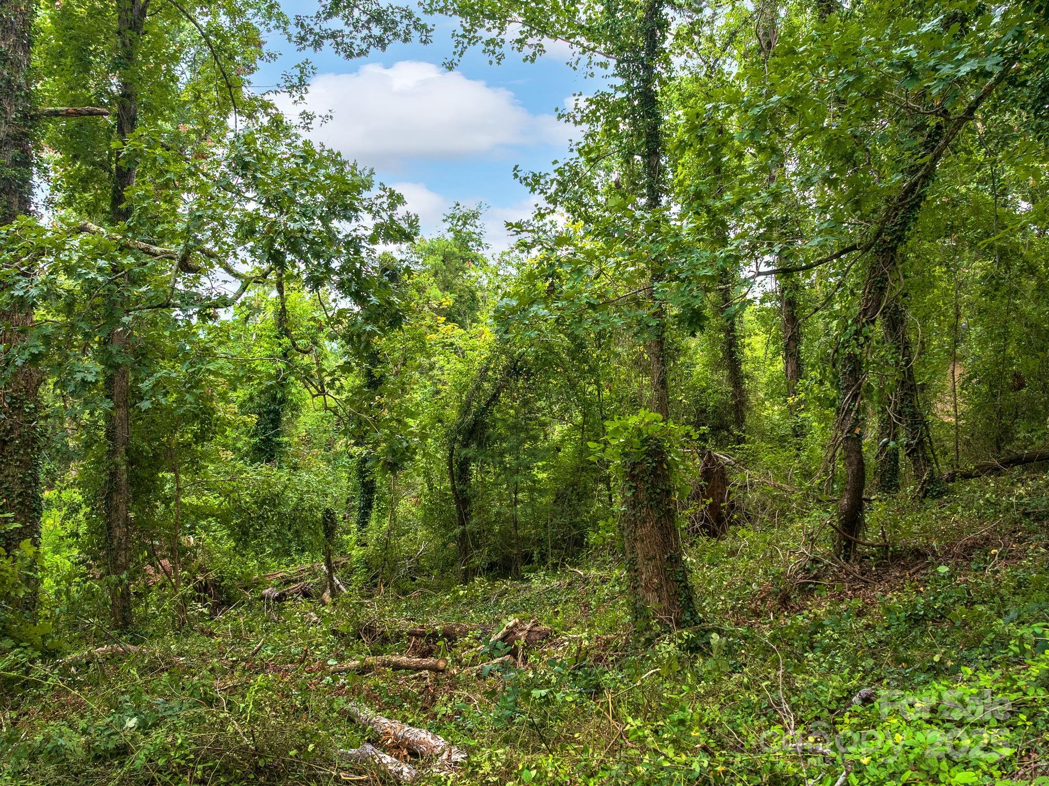 99999 Windsor Road Asheville, NC 28804 - Photo 4 of 7 a view of a forest with a tree