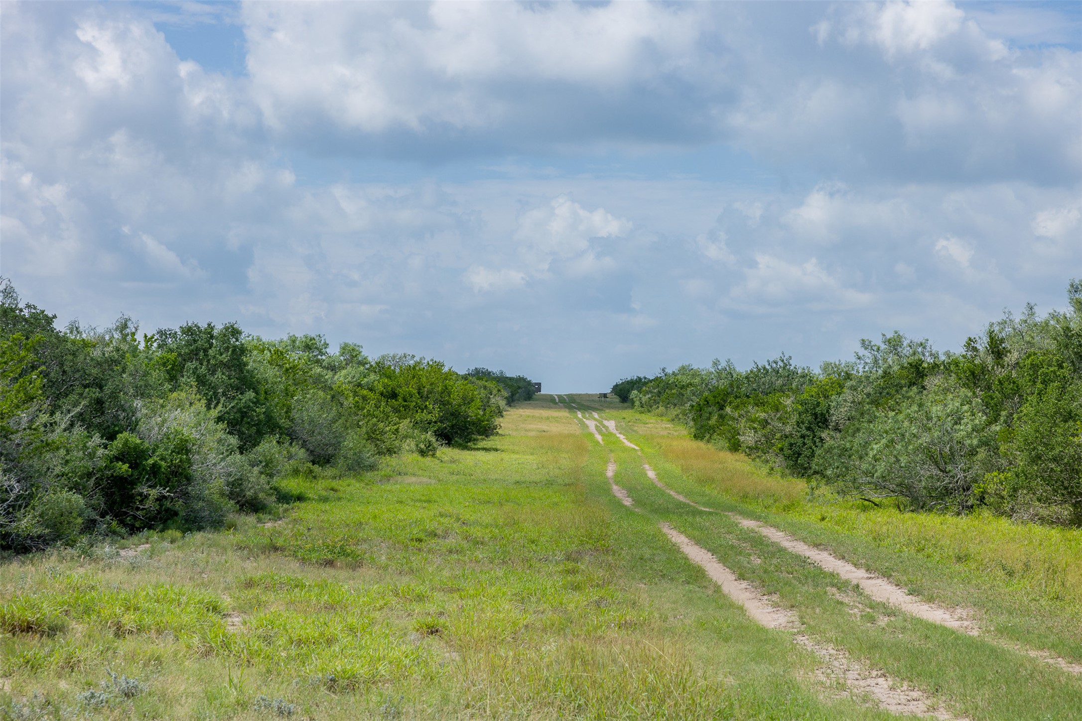 817 Highway 59 George West, TX 78022 - Photo 19 of 40 a view of a big yard with large trees