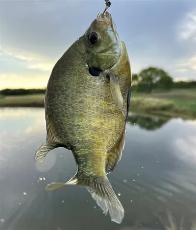 a view of a yard with an ocean