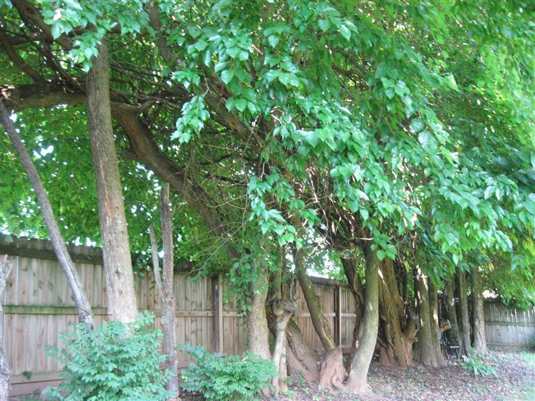 804 Flint Ridge Versailles, KY 40383 - Photo 35 of 44 Photo 35