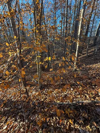 a picture of tree