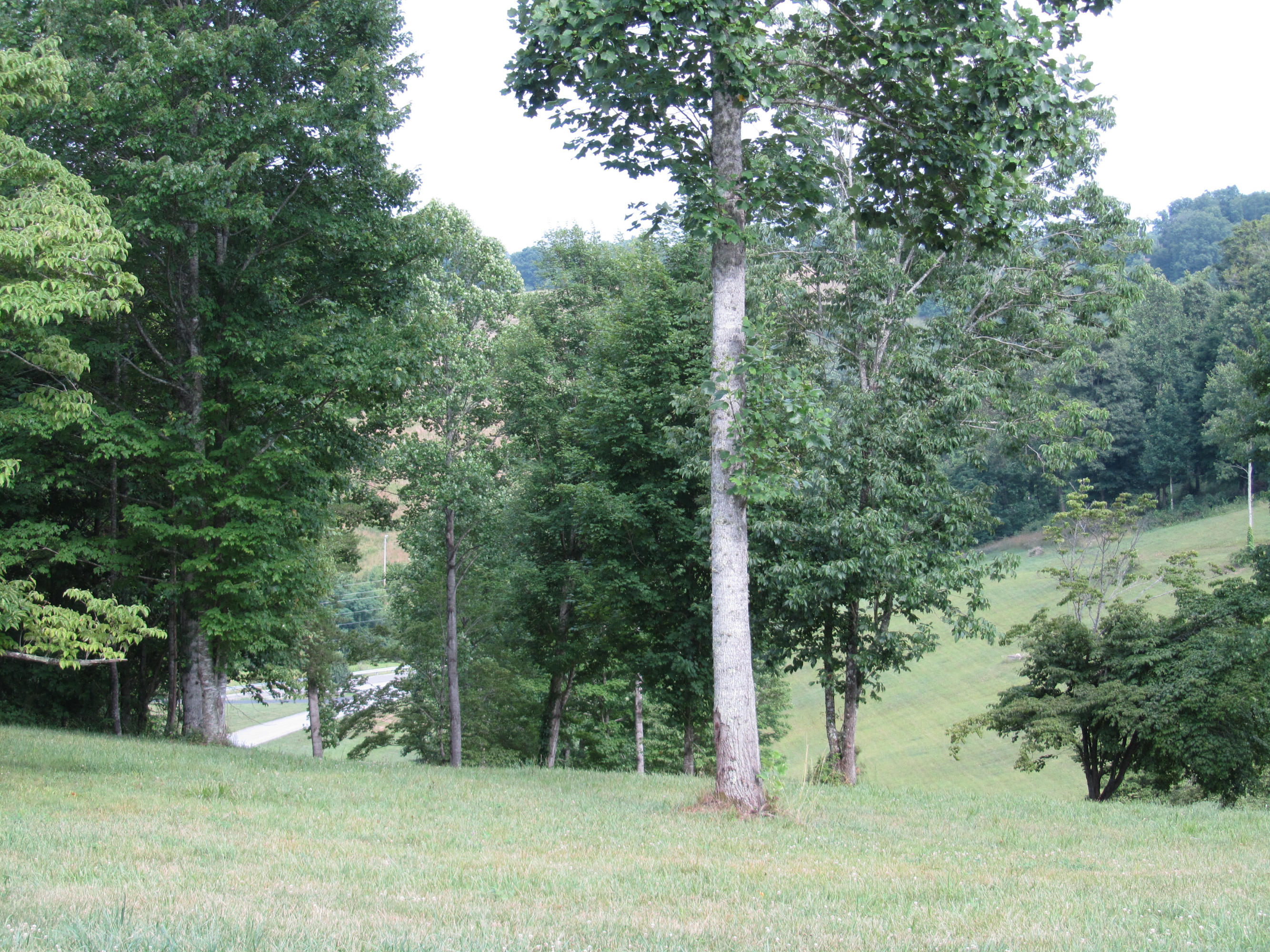 Magnolia-eagles Ridge-red B Magnolia-eagles Ridge-red B Sneedville, TN 37869 - Photo 11 of 22 IMG_2353