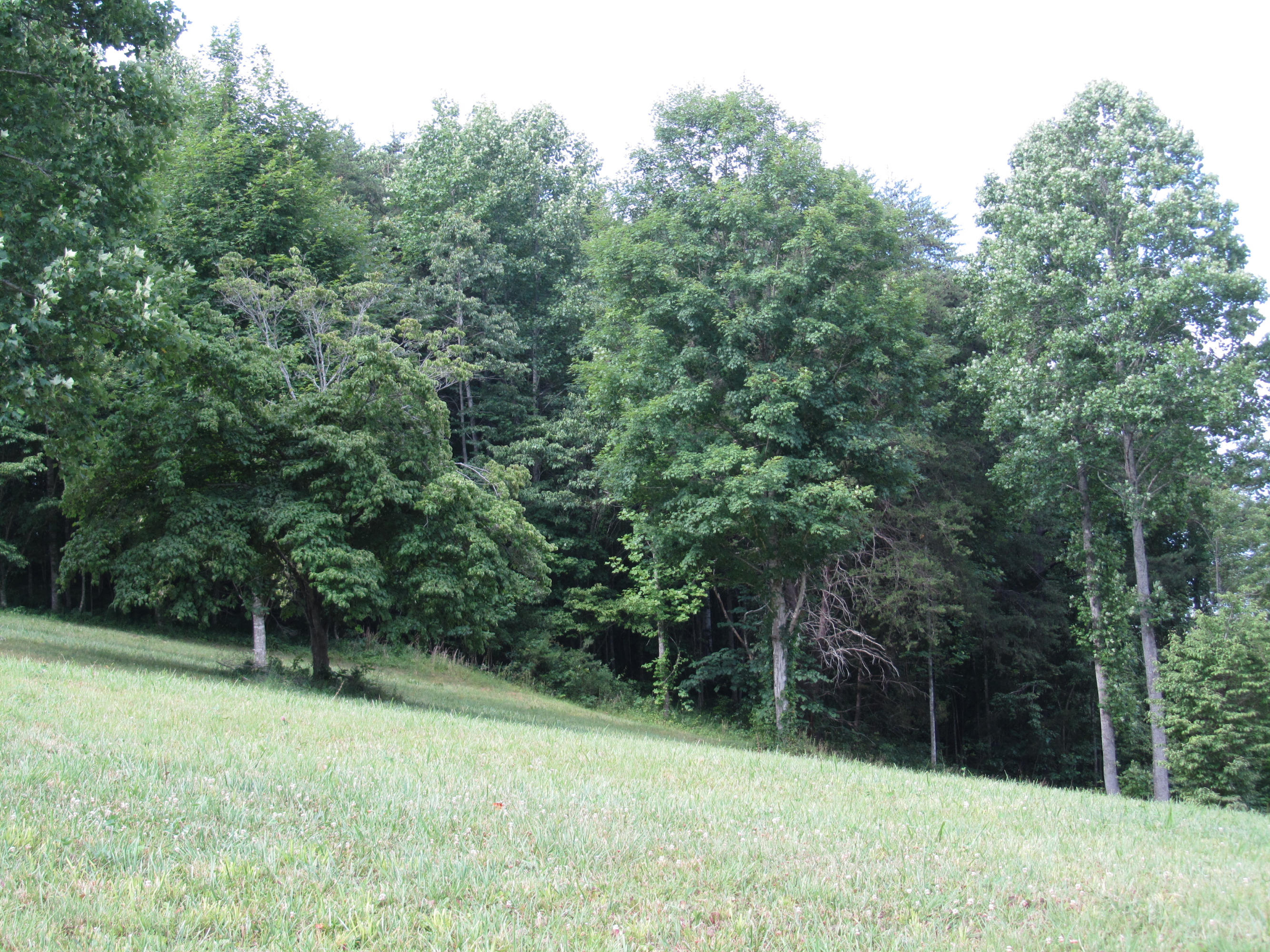 Magnolia-eagles Ridge-red B Magnolia-eagles Ridge-red B Sneedville, TN 37869 - Photo 12 of 22 IMG_2352