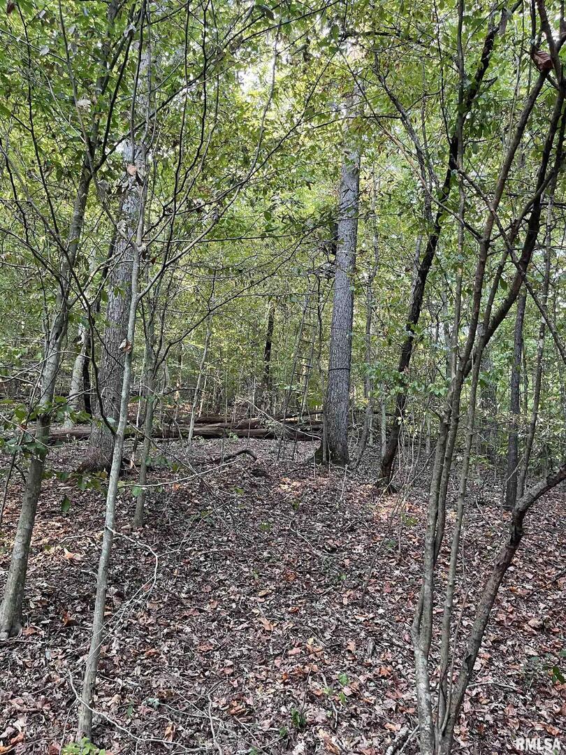 5435 Hickory Ridge Road Pomona, IL 62975 - Photo 71 of 77 a view of a forest with trees