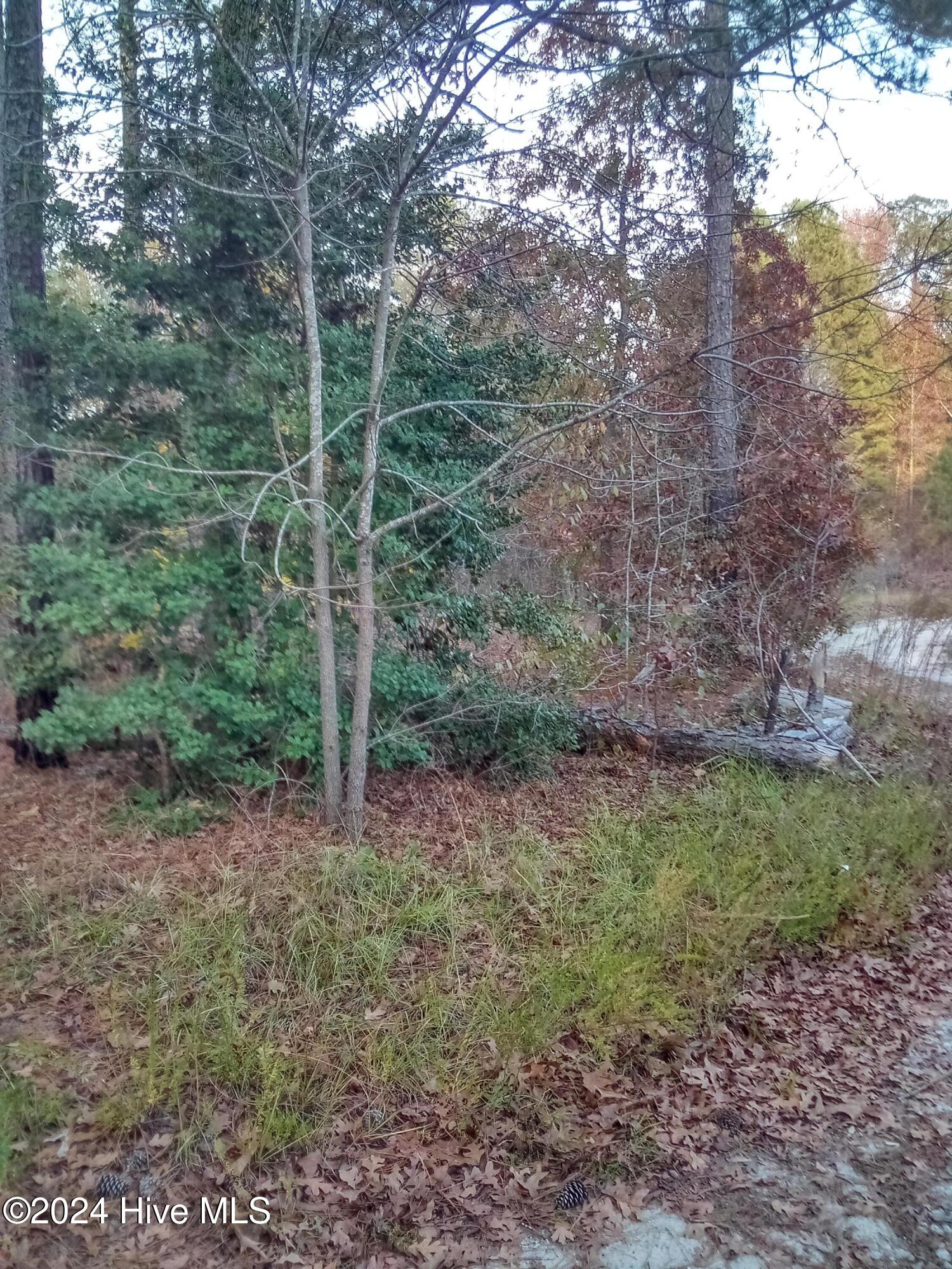 Lot #1 Stelleys Tabernacle Church Road Rockingham, NC 28379 - Photo 5 of 7 IMG_20241118_162149