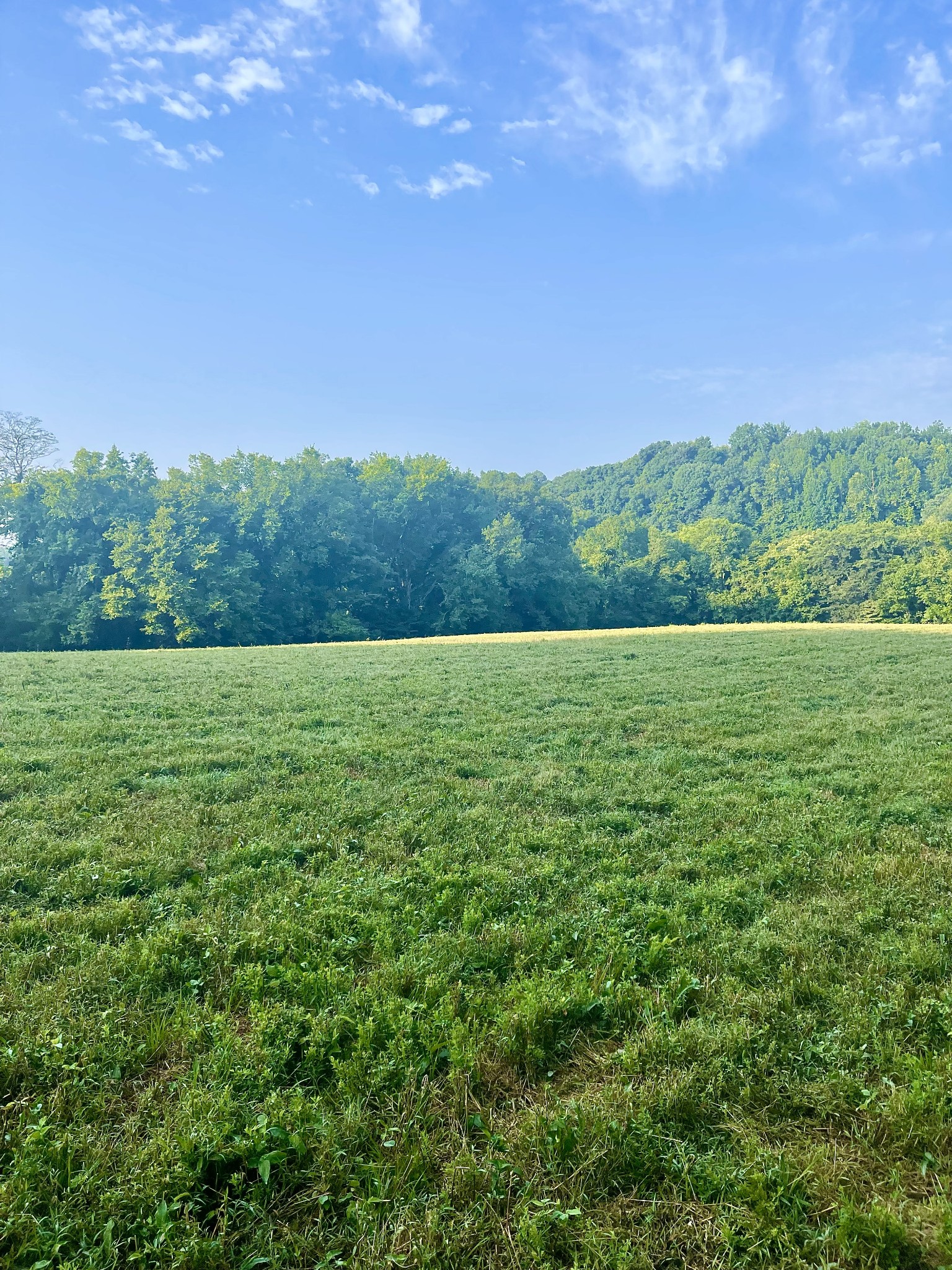 1666 Grants Road Columbia, TN 38401 - Photo 5 of 9 a view of grassy field with trees