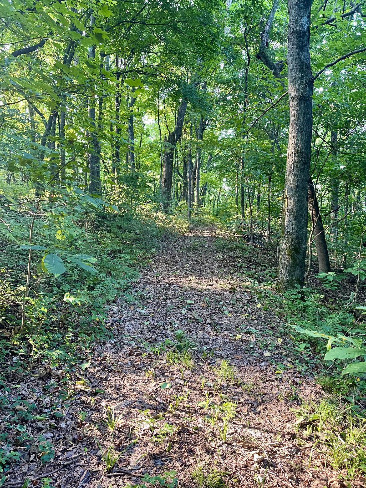 1666 Grants Road Columbia, TN 38401 - Photo 8 of 9 a view of a forest with trees