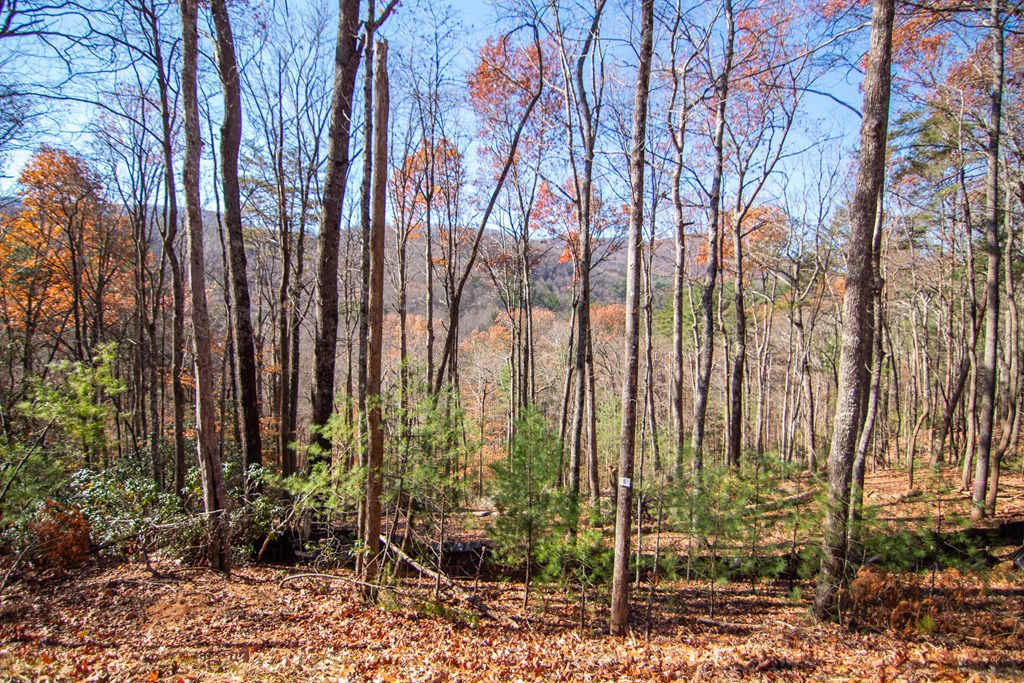 5 Clay's Way Cherry Log, GA 30522 - Photo 2 of 13 a view of a backyard